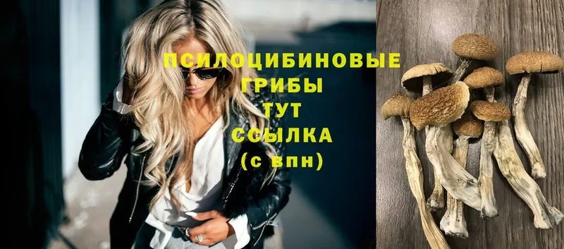 Псилоцибиновые грибы Psilocybe  сколько стоит  Салаир 